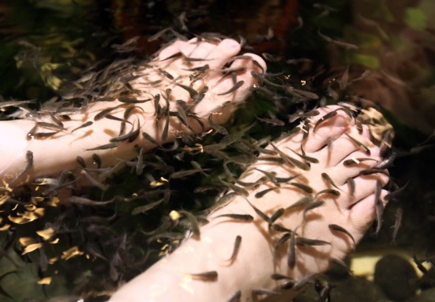 Man in China pees in fish spa pool and kills thousands of fish, owner demands compensation