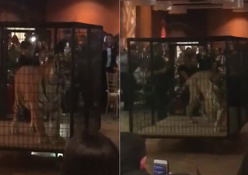 US high school slammed for using live tiger in prom