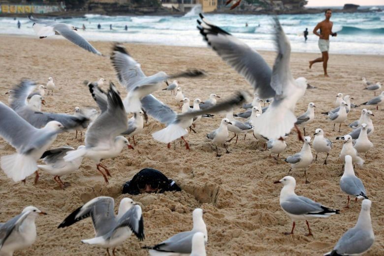 Ready, aim, fire: Australian diners given water pistols to ward off seagulls