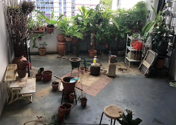Over 30 plants removed from Pasir Ris corridor after complaints