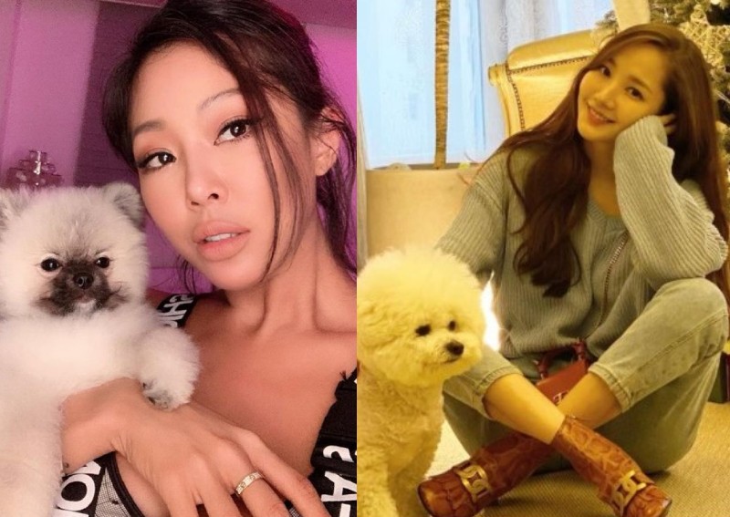 These Korean celebs and their cute pets will melt your heart