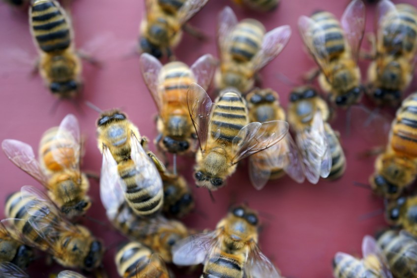 Dutch scientists train bees to detect coronavirus infections - providing results immediately