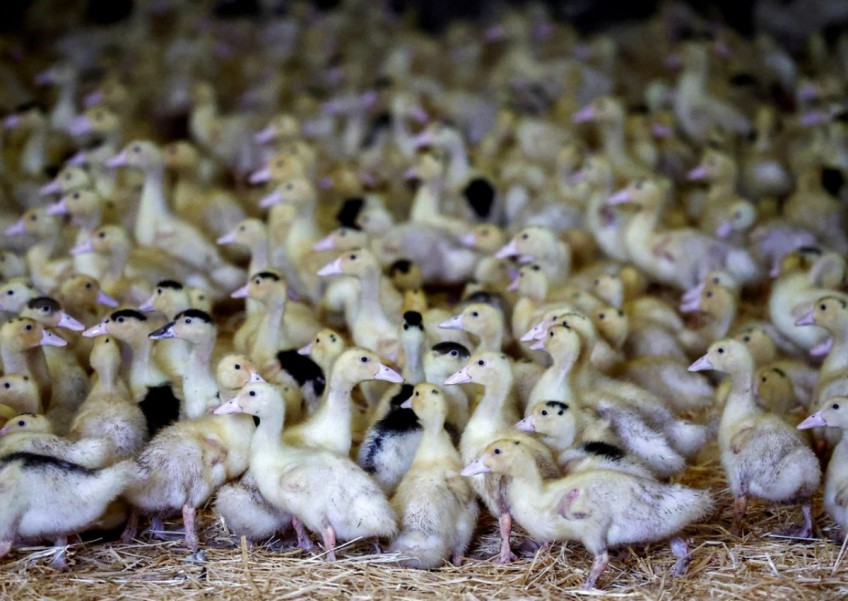 Animal health body backs bird flu vaccination to avoid pandemic