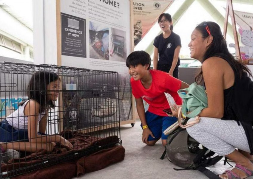 Wearing shock collars, squeezing into cages: SPCA uses experiential tools to educate young people on animal abuse 