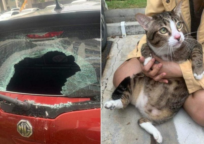 Master Shifu? Cat falls from 6th floor in Bangkok, smashes car windscreen and survives 
