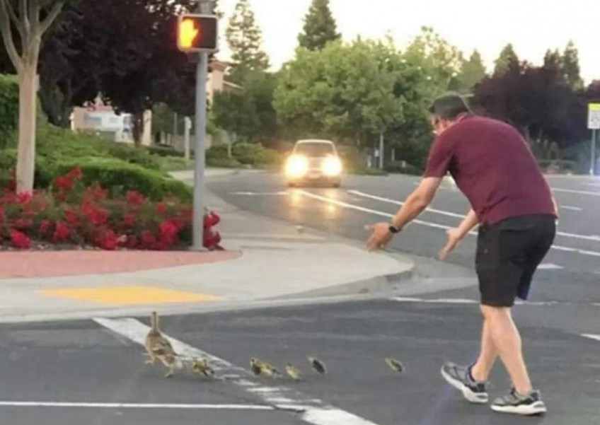 Man fatally struck by car moments after helping ducks cross road in California