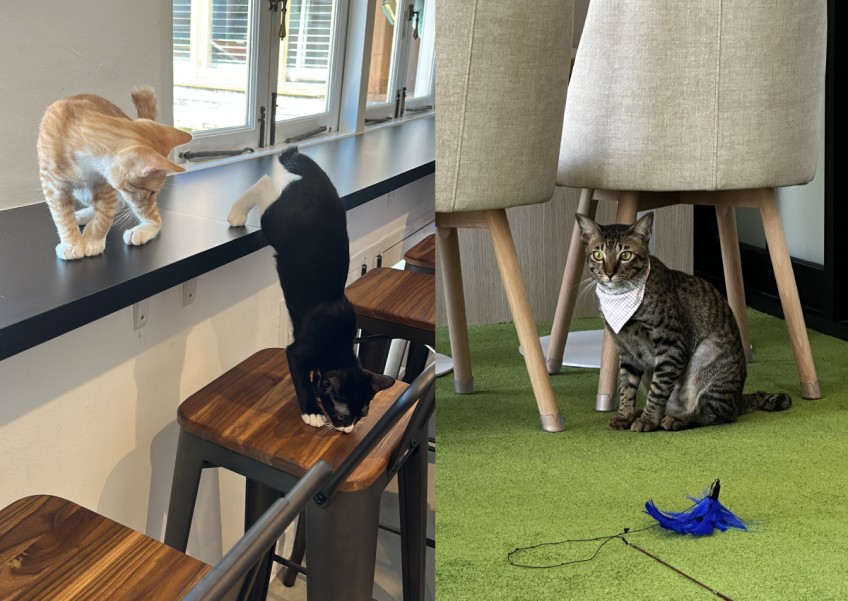 I try Singapore's first cat-friendly co-working space and I don't want to return to office