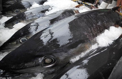 Showdown looks for lucrative tuna industry