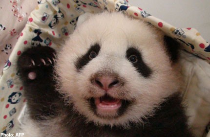 First Taiwan-born panda cub to meet public in January