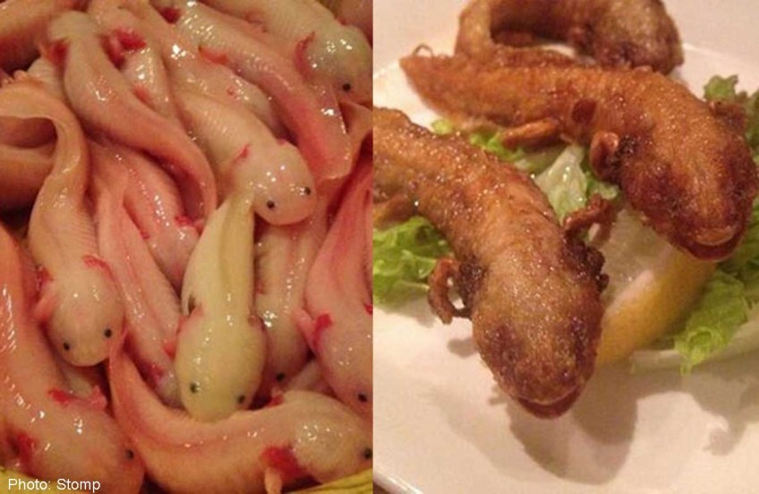 Do you have the stomach for this? Japanese restaurant serves axolotl,  isopods and piranhas, Food News - AsiaOne
