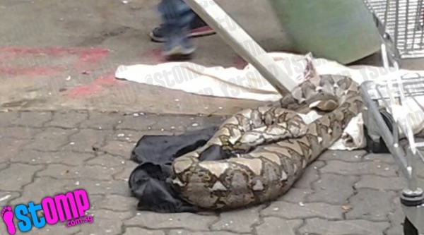 Zimbabwean jailed 9 years for eating python meat