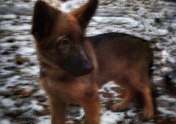 Russia gives France puppy to replace police dog killed by jihadists