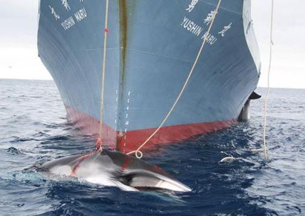 Japan to resume 'research' whaling in Antarctic: Media