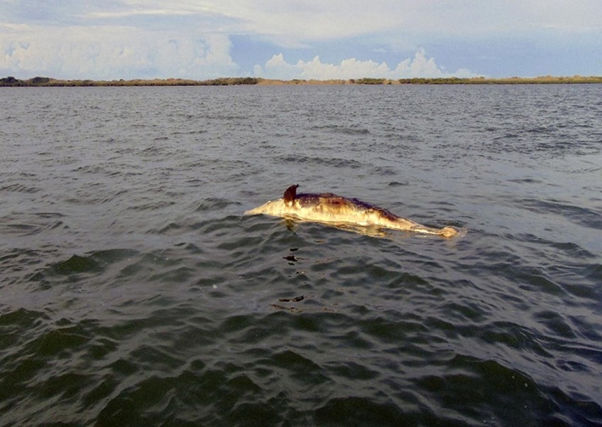 Dolphin deaths during US Navy sonar exercise being investigated