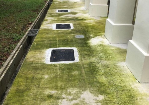 Algae growth on concrete flooring at Woodlands HDB blocks due to poor workmanship: Town council