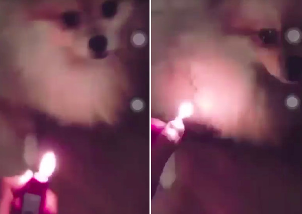 Daily roundup: Man films himself setting fire to dog, posts it on Facebook - and other top stories today