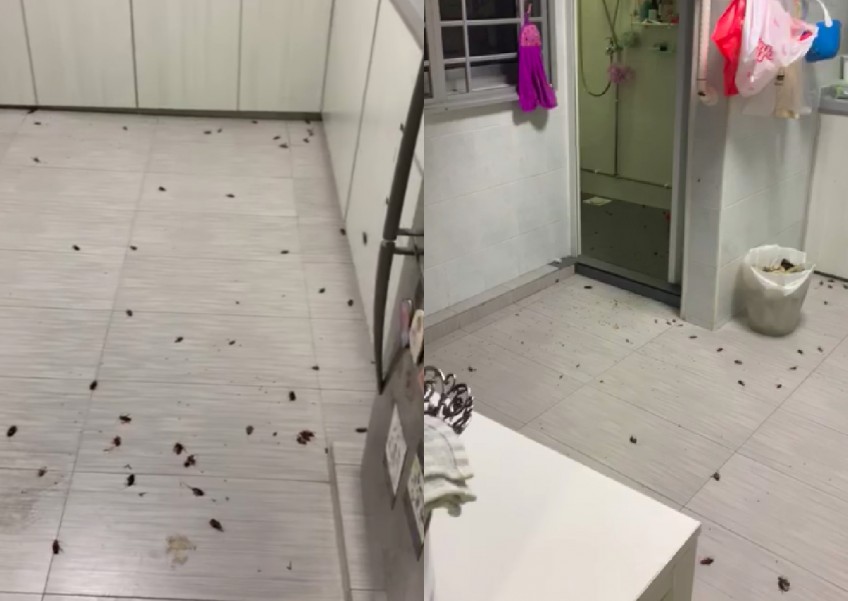 Cockroach invasion: Hundreds swarm Bukit Batok flat after fumigation, town council explains