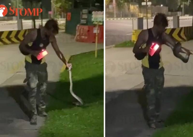 Man picks python up with bare hands in Woodlands, horrifying bystanders