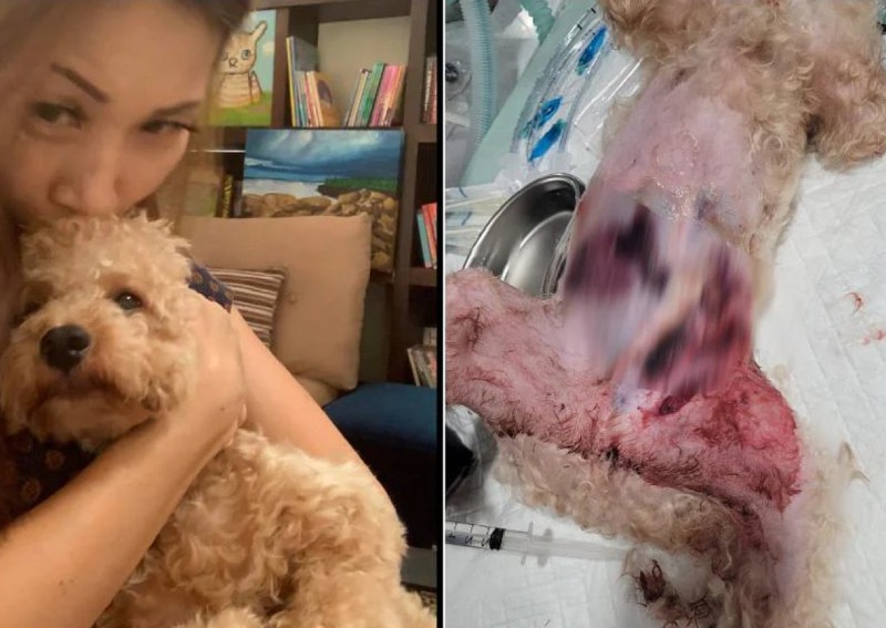 Dog owner says attack by large dog landed her pet in ICU, cost her about $20k in treatment fees