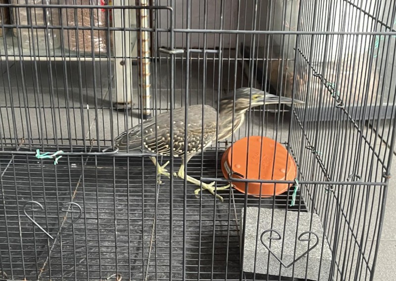 Nature lover' gets called out for trapping wild bird that preyed on his pet  fish, Singapore News - AsiaOne