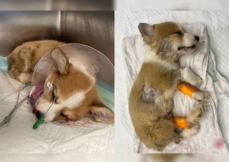 Woman buys 2 corgi puppies for $6,400; both die within a week of arrival