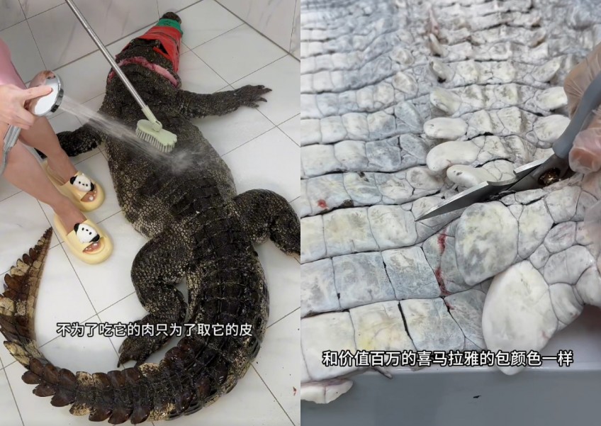 How to cook an alligator: China vlogger under fire for skinning, gutting and cooking 90kg reptile