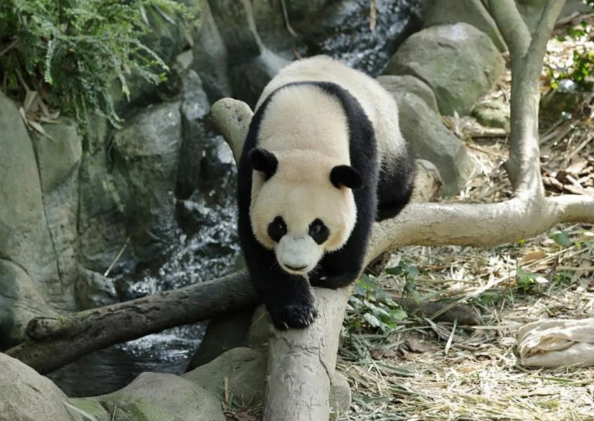 More time to say goodbye: Singapore-born panda Le Le to make last public appearance on Dec 13