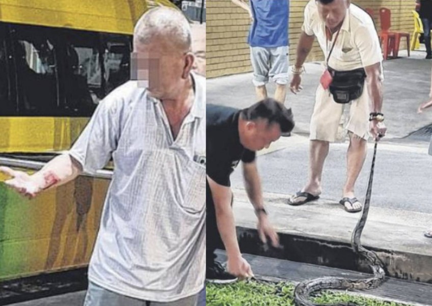 Elderly man attempts to catch python near Kallang Bahru coffee shop, gets bitten