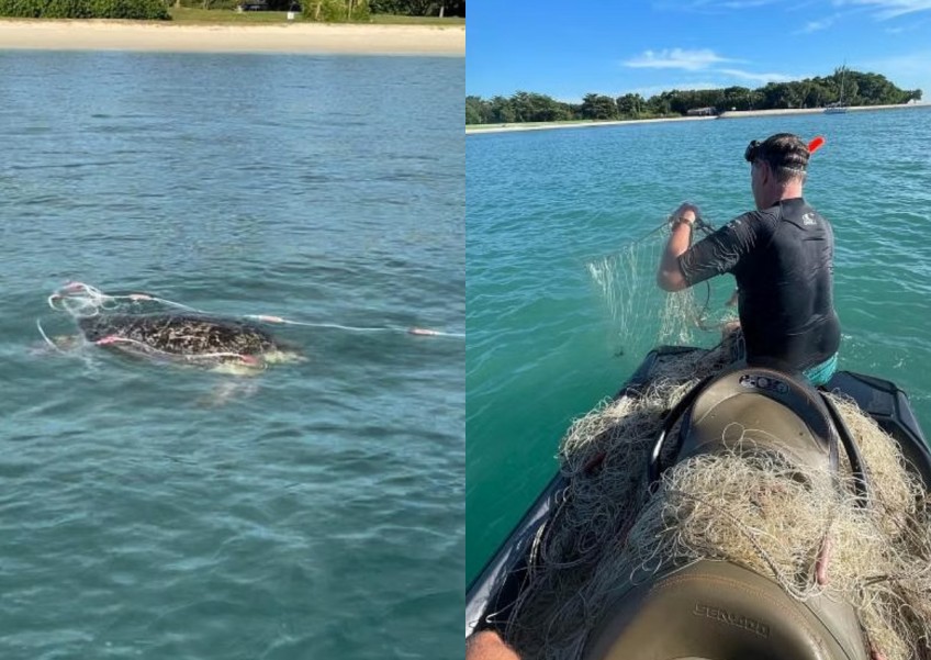 'I'm convinced it was thanking me': Rare turtle swims up to man on yacht off Lazarus Island after being freed from 'virtually invisible' fishing net