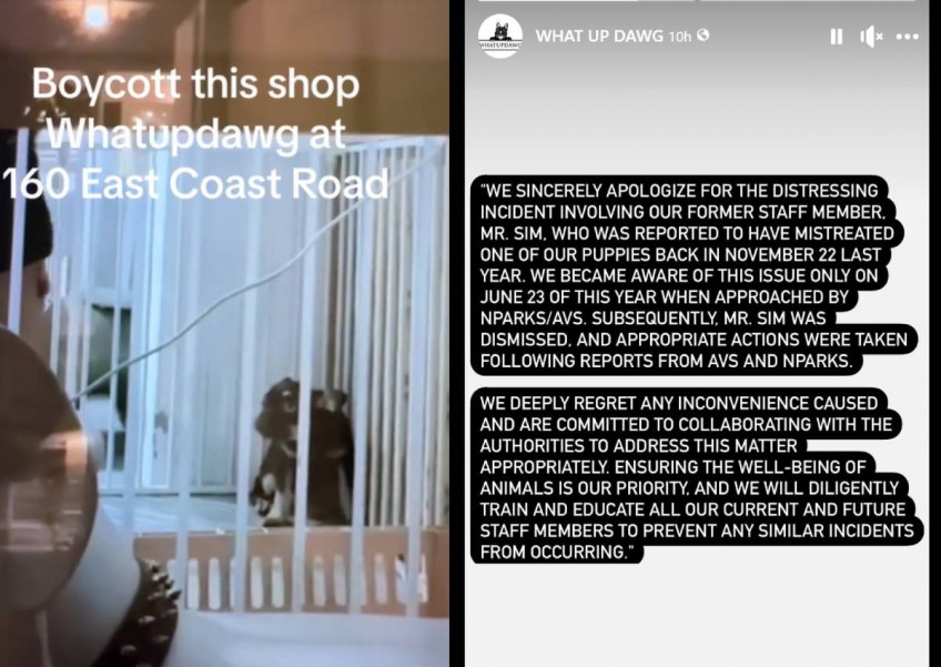 East Coast pet shop fires staff who caned dog; AVS investigating 