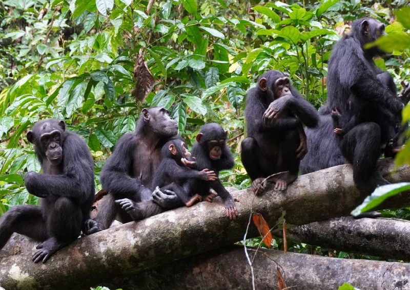 Scientists observe chimpanzees using human-like warfare tactic