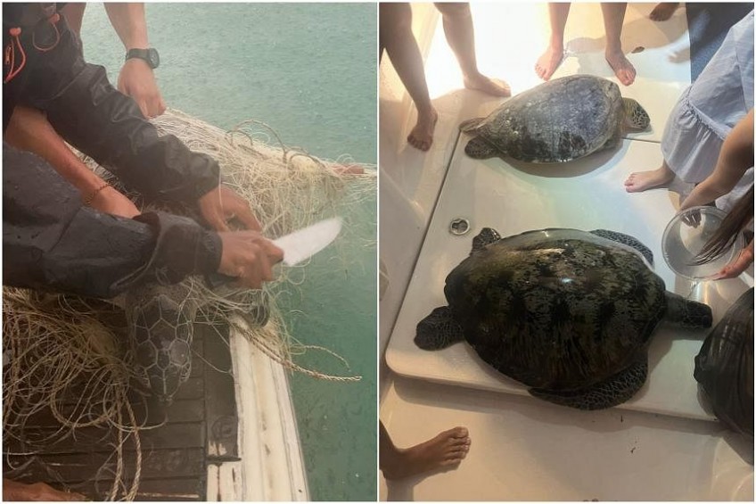 Endangered turtles die from 'stress and drowning' after being trapped in fishing net off Lazarus Island