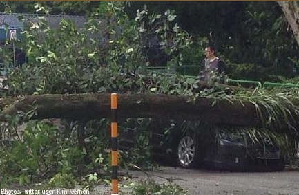 Tree along Tanglin Road falls, crushing a car but occupants unhurt
