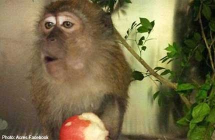 Rescued macaque nursed back to health and released back to the wild