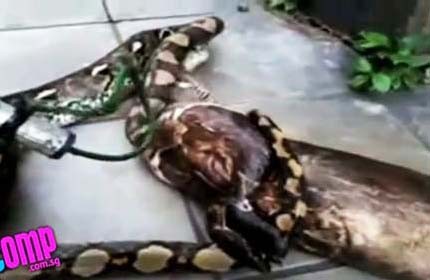 Python spits out dog after biting off more than it can chew