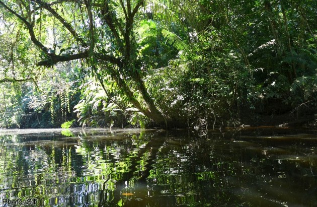 Woman survives 17 days lost in Australian rainforest