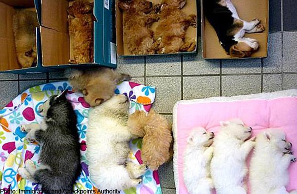 13 smuggled puppies doing well in quarantine