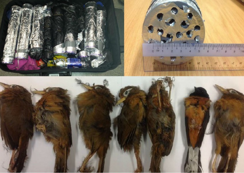 Man who tried to smuggle birds in PVC tubes gets 9 weeks jail