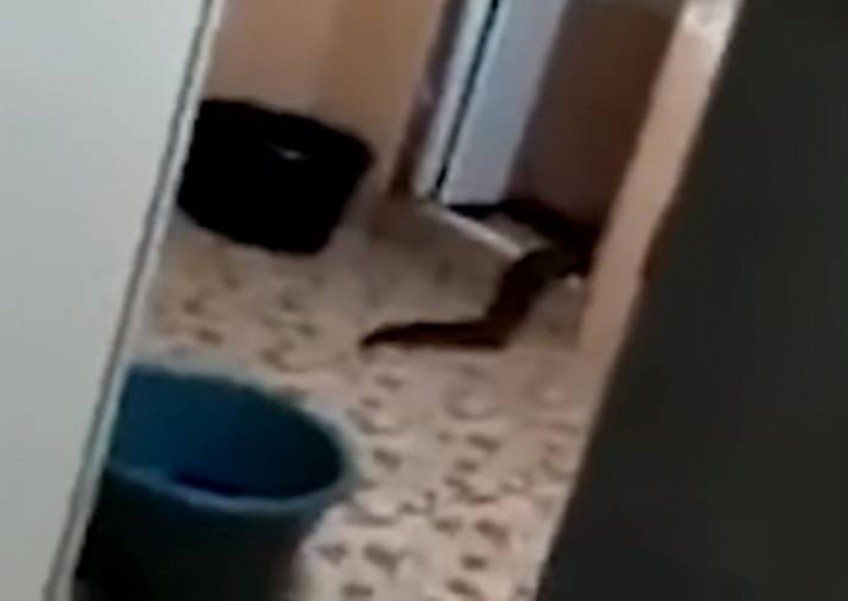 Mysterious eel-like creature crawls out of toilet in Malaysian home