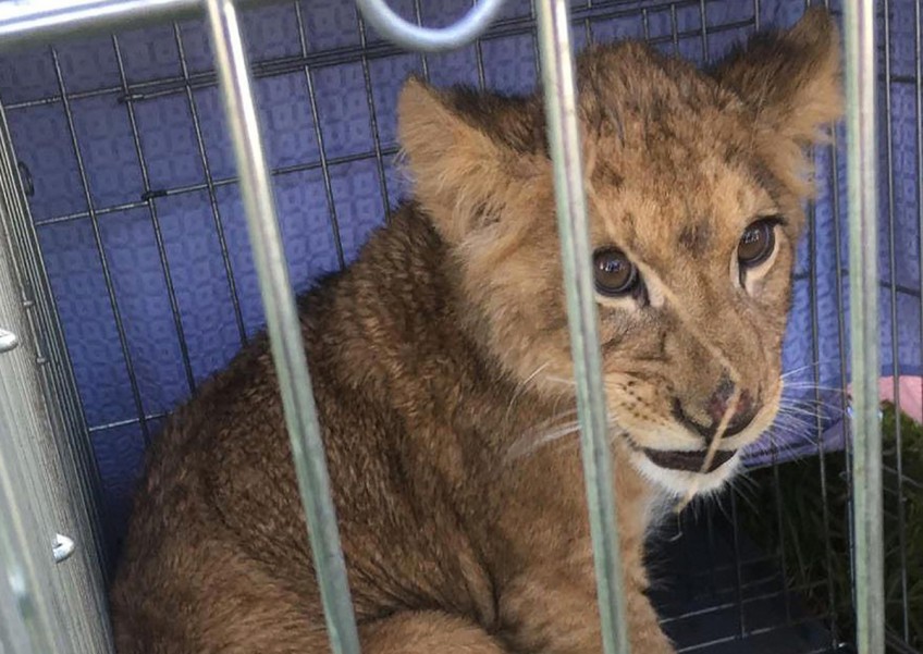 Police hunt owners who abandoned lion cub in Dutch field
