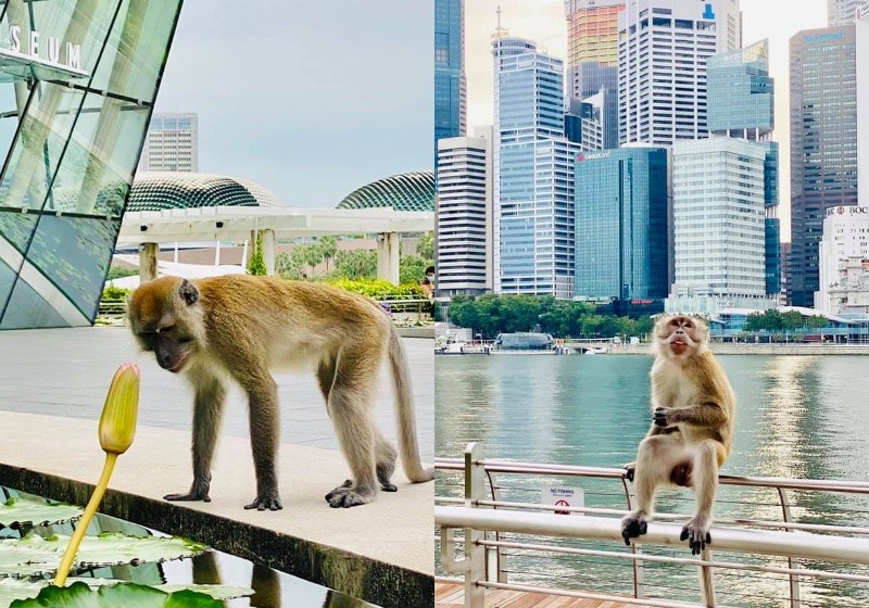 Stop and smell the lotus: Long-tailed macaque chilling outside Marina Bay Sands delights internet
