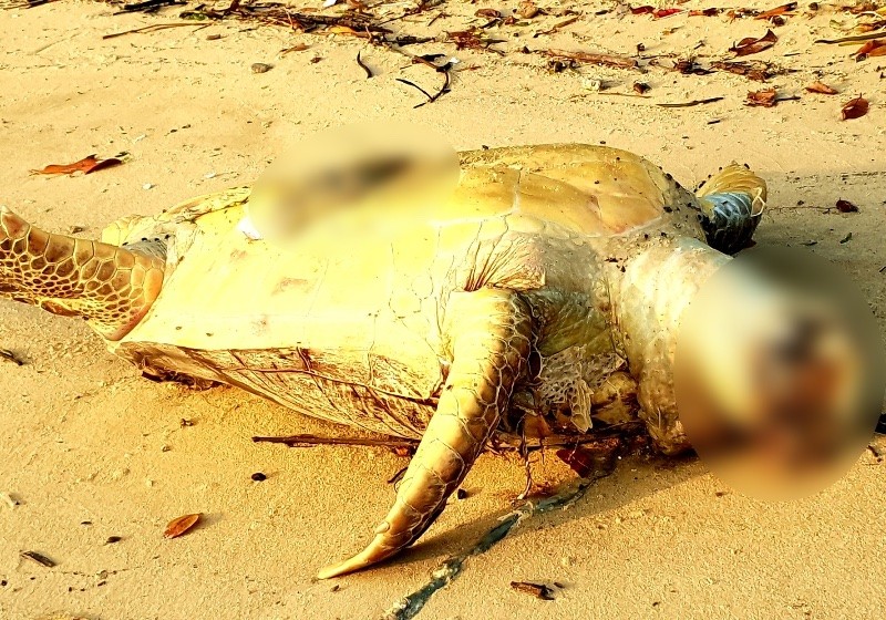Photos of mutilated sea turtle emerge online months after being found at Pasir Ris Park