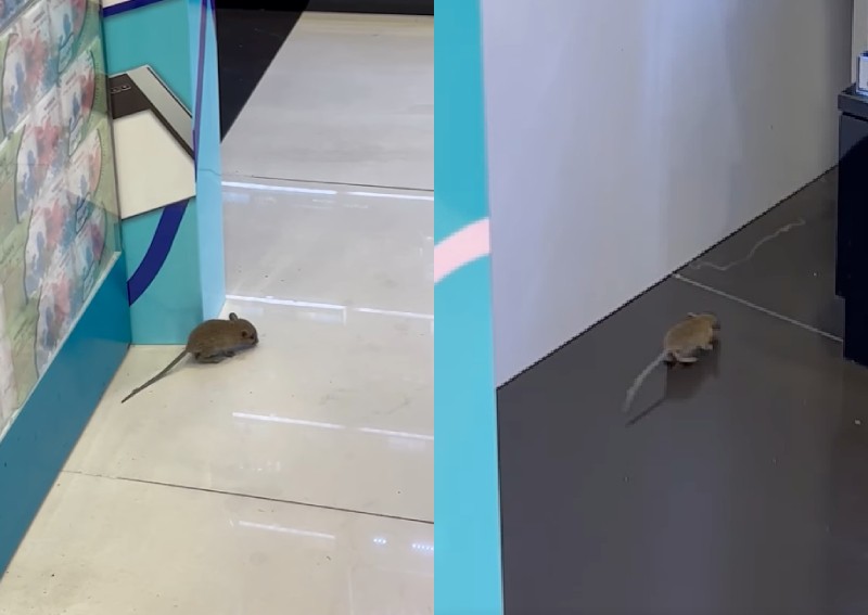 Mouse shows up at store in Harbourfront Centre, has people squeaking in delight 