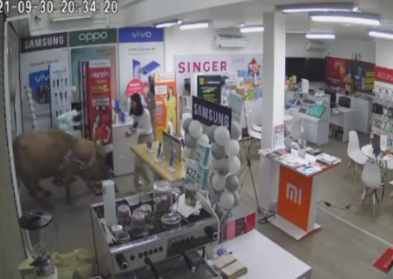 Difficult customer? Buffalo charges into woman at Thai electronics store