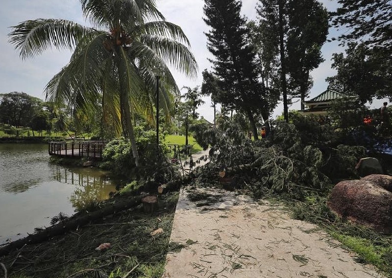 Couple tried to lift tree that fell on woman in Marsiling Park but failed