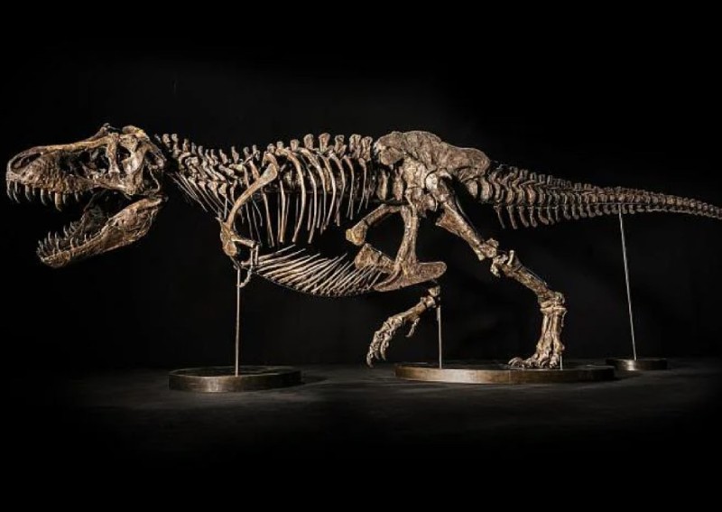 T-Rex skeleton to be exhibited for free in Singapore
