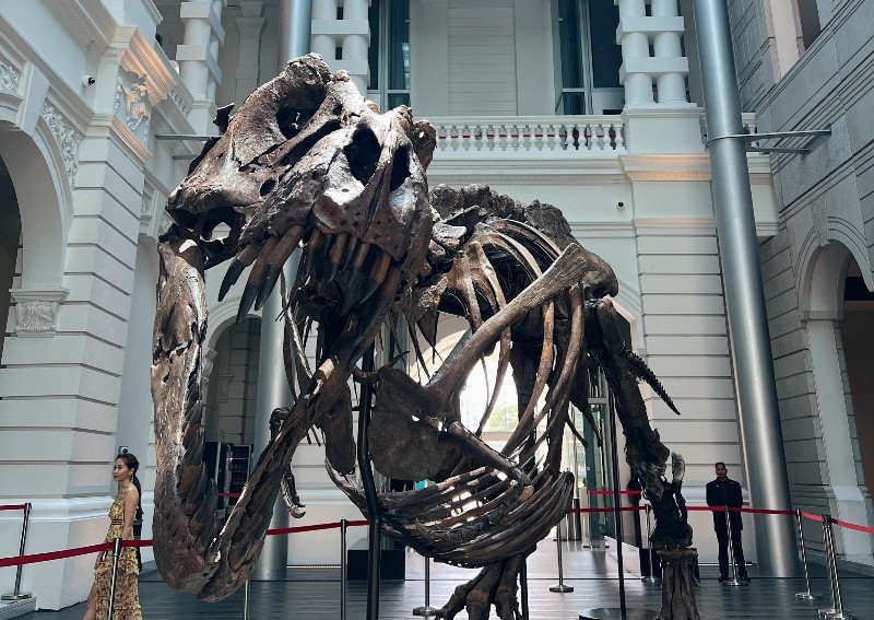 6 things you should know about the T-Rex skeleton on display in Singapore this weekend