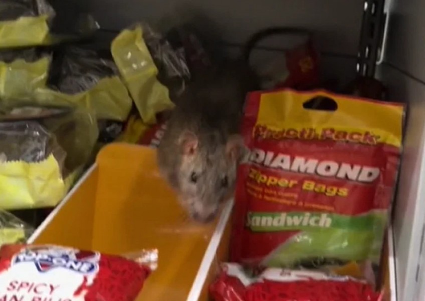FairPrice taking more pest control measures after rat spotted in Pasir Ris outlet