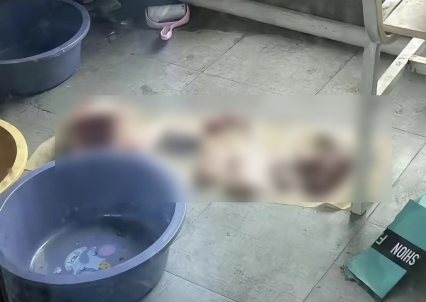 2 college students in China lure stray dog to dormitory, kill and dismember it