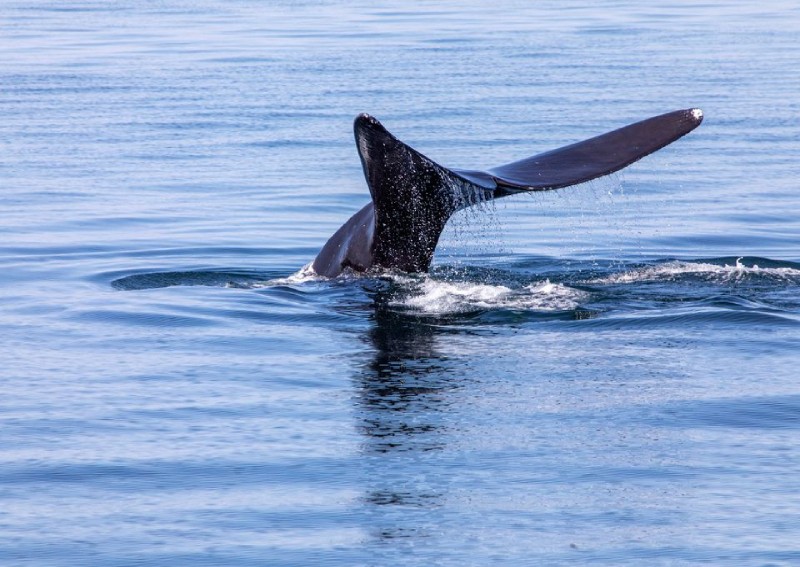 Ships speeding through US 'go slow' zones meant to protect endangered whale: Report